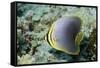 Triangular Butterfly Fish-Hal Beral-Framed Stretched Canvas