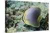 Triangular Butterfly Fish-Hal Beral-Stretched Canvas