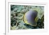 Triangular Butterfly Fish-Hal Beral-Framed Photographic Print