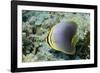 Triangular Butterfly Fish-Hal Beral-Framed Photographic Print