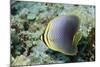 Triangular Butterfly Fish-Hal Beral-Mounted Photographic Print