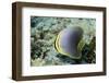 Triangular Butterfly Fish-Hal Beral-Framed Photographic Print