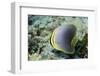 Triangular Butterfly Fish-Hal Beral-Framed Photographic Print