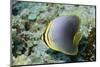 Triangular Butterfly Fish-Hal Beral-Mounted Photographic Print