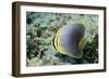 Triangular Butterfly Fish-Hal Beral-Framed Photographic Print