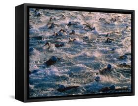 Triathlon Swimmers-Brad Lewis-Framed Stretched Canvas