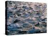 Triathlon Swimmers-Brad Lewis-Stretched Canvas