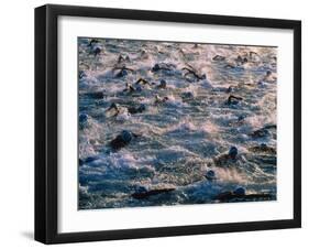 Triathlon Swimmers-Brad Lewis-Framed Photographic Print