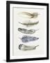 Tribal Feather II-Melissa Wang-Framed Art Print