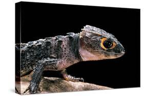 Tribolonotus Gracilis (Bush Crocodile, Red-Eyed Crocodile Skink, Orangeaugen-Helmskink)-Paul Starosta-Stretched Canvas