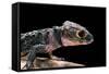 Tribolonotus Gracilis (Bush Crocodile, Red-Eyed Crocodile Skink, Orangeaugen-Helmskink)-Paul Starosta-Framed Stretched Canvas