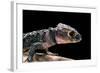 Tribolonotus Gracilis (Bush Crocodile, Red-Eyed Crocodile Skink, Orangeaugen-Helmskink)-Paul Starosta-Framed Photographic Print