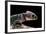 Tribolonotus Gracilis (Bush Crocodile, Red-Eyed Crocodile Skink, Orangeaugen-Helmskink)-Paul Starosta-Framed Photographic Print