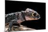 Tribolonotus Gracilis (Bush Crocodile, Red-Eyed Crocodile Skink, Orangeaugen-Helmskink)-Paul Starosta-Mounted Photographic Print