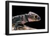 Tribolonotus Gracilis (Bush Crocodile, Red-Eyed Crocodile Skink, Orangeaugen-Helmskink)-Paul Starosta-Framed Photographic Print