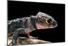 Tribolonotus Gracilis (Bush Crocodile, Red-Eyed Crocodile Skink, Orangeaugen-Helmskink)-Paul Starosta-Mounted Photographic Print