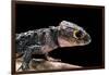 Tribolonotus Gracilis (Bush Crocodile, Red-Eyed Crocodile Skink, Orangeaugen-Helmskink)-Paul Starosta-Framed Photographic Print