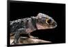 Tribolonotus Gracilis (Bush Crocodile, Red-Eyed Crocodile Skink, Orangeaugen-Helmskink)-Paul Starosta-Framed Photographic Print