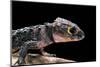 Tribolonotus Gracilis (Bush Crocodile, Red-Eyed Crocodile Skink, Orangeaugen-Helmskink)-Paul Starosta-Mounted Photographic Print