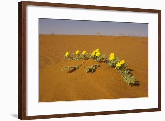 Tribulus Zeyheri-null-Framed Photographic Print