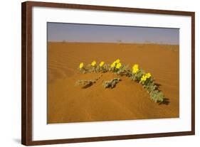 Tribulus Zeyheri-null-Framed Photographic Print