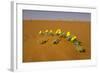 Tribulus Zeyheri-null-Framed Photographic Print