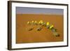 Tribulus Zeyheri-null-Framed Photographic Print