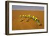 Tribulus Zeyheri-null-Framed Photographic Print