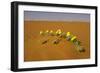 Tribulus Zeyheri-null-Framed Photographic Print