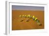 Tribulus Zeyheri-null-Framed Photographic Print