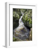 Tributary of River Tweed Where Brown Trout(Salmo Trutta) and Atlantic Salmon(Salmo Salar) Spawn, UK-Rob Jordan-Framed Photographic Print