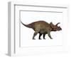 Triceratops, a Herbivorous Dinosaur from the Cretaceous Period-null-Framed Art Print