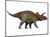 Triceratops, a Herbivorous Dinosaur from the Cretaceous Period-null-Mounted Art Print