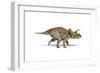 Triceratops Dinosaur on White Background-null-Framed Art Print