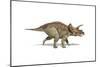 Triceratops Dinosaur on White Background-null-Mounted Art Print