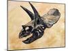 Triceratops Dinosaur Skull-Stocktrek Images-Mounted Art Print