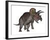 Triceratops Dinosaur Standing Up-Stocktrek Images-Framed Art Print