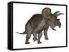 Triceratops Dinosaur Standing Up-Stocktrek Images-Framed Stretched Canvas