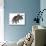 Triceratops Dinosaur Standing Up-Stocktrek Images-Stretched Canvas displayed on a wall