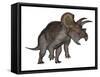 Triceratops Dinosaur Standing Up-Stocktrek Images-Framed Stretched Canvas