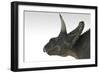 Triceratops Dinosaur, White Background-null-Framed Art Print