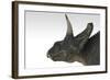 Triceratops Dinosaur, White Background-null-Framed Art Print