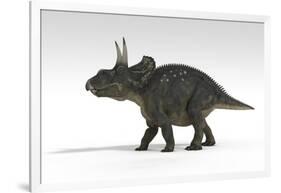 Triceratops Dinosaur, White Background-null-Framed Art Print