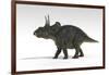 Triceratops Dinosaur, White Background-null-Framed Art Print