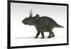 Triceratops Dinosaur, White Background-null-Framed Art Print