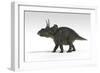 Triceratops Dinosaur, White Background-null-Framed Art Print