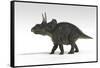 Triceratops Dinosaur, White Background-null-Framed Stretched Canvas