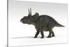 Triceratops Dinosaur, White Background-null-Stretched Canvas