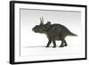 Triceratops Dinosaur, White Background-null-Framed Art Print