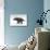 Triceratops Dinosaur, White Background-null-Stretched Canvas displayed on a wall